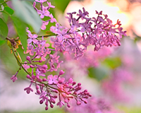symbol_flower.png