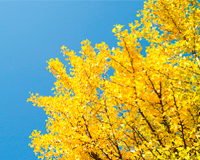 symbol_tree.png